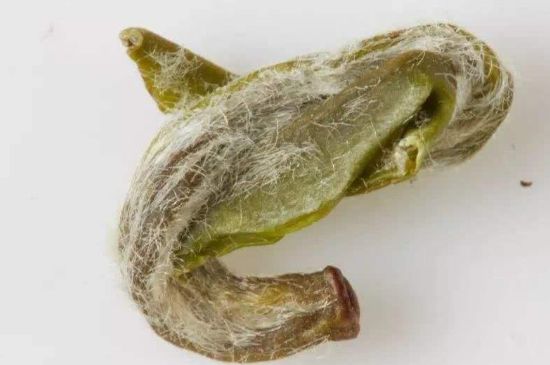 羊巖勾青是綠茶嗎，羊巖勾青茶屬于什么茶？
