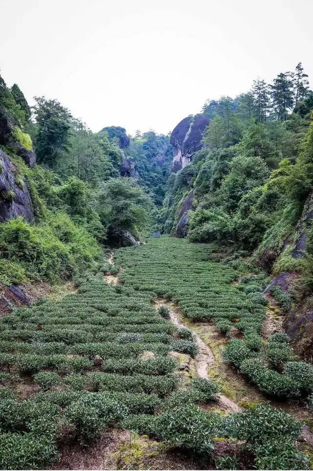武夷山為什么盛產(chǎn)茶葉，武夷山茶為什么好喝？
