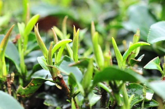 單樅茶什么季節(jié)最好喝，鳳凰單叢茶春茶好還是秋茶好？