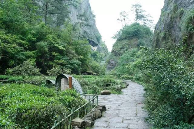 武夷山為什么盛產(chǎn)茶葉，武夷山茶為什么好喝？