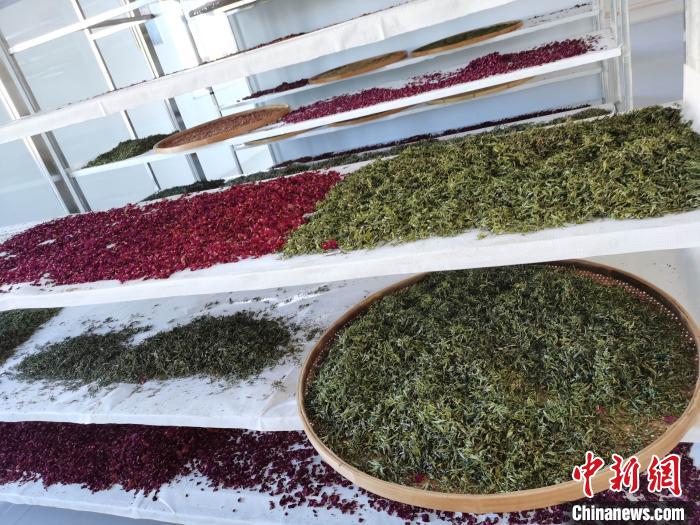 圖為王玲玲收購的各種山茶?！⊥貘Q遠(yuǎn) 攝