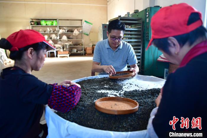 圖為張元豪在生產(chǎn)車間內(nèi)與工人一起查看茶葉品質(zhì)?！埍?攝